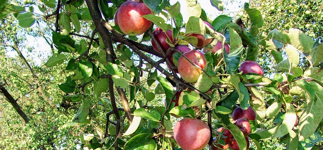 Cloudová zralost: jak jsem zralý pro cloud? | Encyklopedie cloudu ORBIT